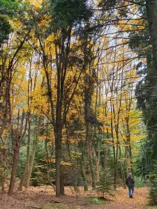 Annelies 03 Herfstwandeling